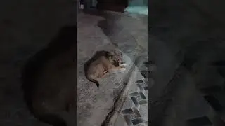 funny 🤣🐕🐶dog#petlover #tamil #youtubeshorts#viralshort #funny#comedy