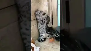 Cat Vs Swan #cat #cats #subscribe