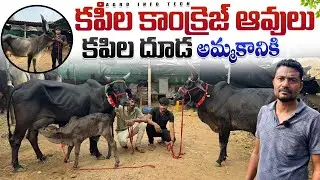 హైదరాబాద్ లో కపిల కాంక్రెజ్ ఆవులు,కపిల దూడ అమ్మకానికి || Kapila Kankrej Cows Price in Hyderabad 