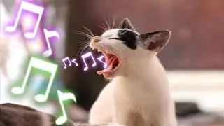 Som para Chamar Seu GATO |TESTADO | Sons que gatos gostam de ouvir