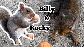 Billy and Rocky the squirrel collecting, hiding and eating walnuts 🩶🐿️🤎🐿️💞 