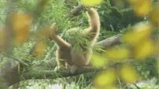 Volunteer with Gibbons in Thailand