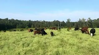 What is Regenerative farming? #regenerativeagriculture #southpoll #AMP-grazing #rotationalgrazing 