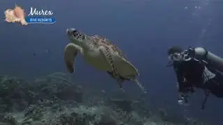 Bunaken National Park wall dives - Indonesia