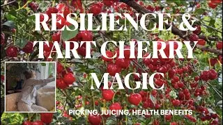 @EasyRetirement-60 RESILIENCE & TART CHERRY PICKING, JUICE MAKING & HEALTH  BENEFITS. GOOD VIBES