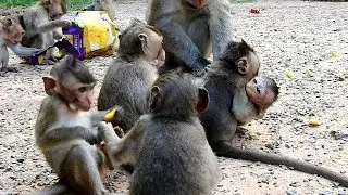 LIZZA very happy to meet TAJAS and all orphan baby monkey | reason why baby LIZZA  screaming |