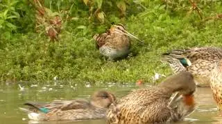 Common snipe at a local nature reserve #snipe #wildlife #nature #naturereserves #derbyshire #birds