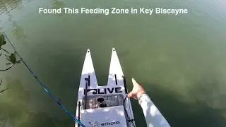 Key Biscayne HONEY HOLE!!!!