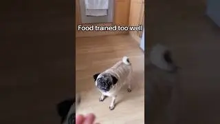 We went to a dog school #dogtrainingtricks #pugdog