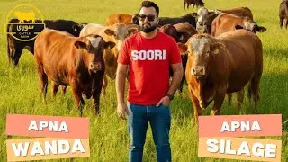 Stop Buying Feed! How We Cut Costs & Grew Bigger Bulls SOORI CATTLE FARM VLOG-15