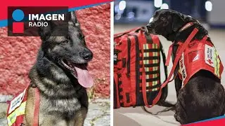 &iquest;C&oacute;mo es el entrenamiento de los perros rescatistas?