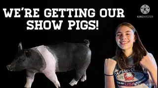 New 4-H Show Pigs!