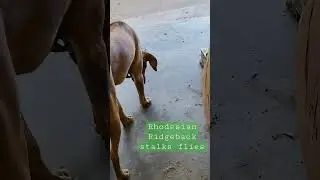 Rhodesian Ridgeback stalks flies