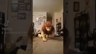Ferocious Lion Costume 🦁