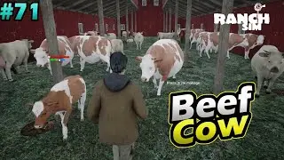 All Beef and Dairy Cow || Ranch Simulator Gameplay #71
