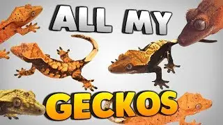 A Look At All My Crested Geckos! Gecko Tour!