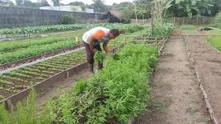 Colhendo verduras na minha horta no sítio. 