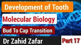 Part17 Tooth Development, molecular biology(Bud to cap transition)#tencate #molecularbiology