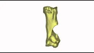 Humerus (upper arm bone) of fossil rhinoceros Aphelops/Teleoceras