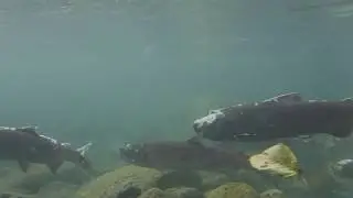 Cayoosh Salmon Spawn!