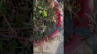 Portulaca plants Winter Care✨#ytshorts #shorts #wintercaretips #garden #motivation