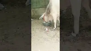 Cow Qurbani Kids Family #cow #cowmandi2025 #qurbani2025#shorts #shortsfeed #viralshort #bakraeid2025