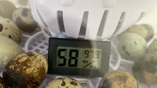 Reviewing the 12 egg zoning smart incubator $70 on amozon #hatching #quailsounds