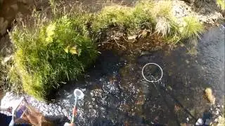 Gala Water Trout Burn Fry video