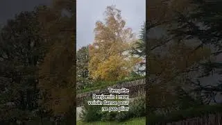 Temp&ecirc;te Benjamin : les arbres dansent pour ne pas plier #tempest #tempete #tree #arbre #resilience