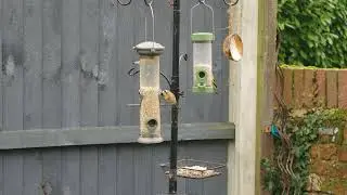 Goldfinch overload, Norfolk Feeder