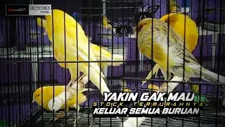 27 Januari 2026 INFO STOCK TERBARU TERMURAH .