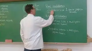 Aula Sistema Urinário