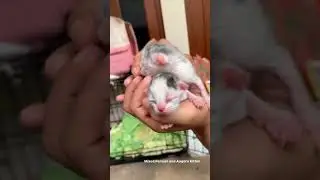 Anak Kucing Persia-Angora