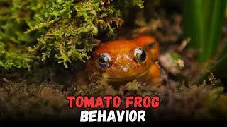 Tomato Frog Behavior, Buying Cost, Diet, Care Sheet Guide for Beginners