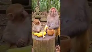 Monkey vs chili &mdash; chili wins #animals #worldwildlifeday #wildlife #animallife