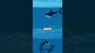 Oceanic megalodon vs killer whale#oceanic#roblox