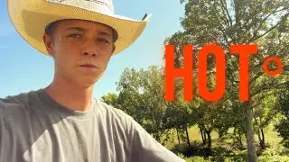 How Summer Heat Effects The Farm