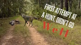 Hog hunting public land in texas