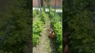 Catching mole
