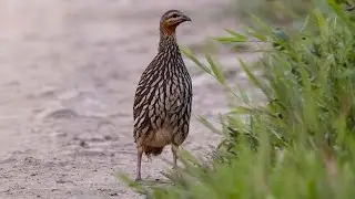 Swamp francolin (Francolinus gularis)