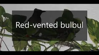 Red Vented Bulbul | All about this beautiful bird | Nest, newly hatched chicks, eggs, habitat,others