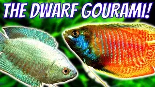 Dwarf Gourami Care and Breeding Guide - How To Care For and Breed Dwarf Gouramis