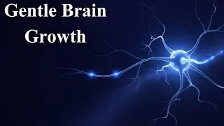 Neuroplasticity Growth How Your Brain Rewires Daily