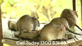 Stop Rats Fast with E1 Pest Solutions