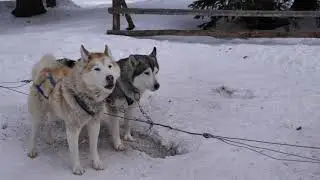 Good Times Adventures - Dog Sledding in Breckenridge