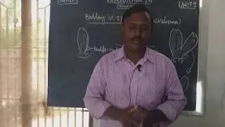 12TH STANDARD//A SEXUAL REPRODUCTION IN BUDDING IN SPONGE//PART 9