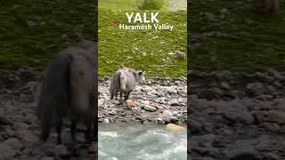 Yalk haramosh valley 2024