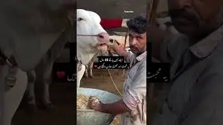 Sibbi Cattle Farm 🤍 #eiduladha #cow #sibbibull #shorts #viral