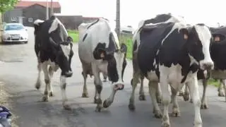 Cornado Rush Hour