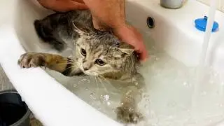 Second bath of kitten Street, after returning from the dump.